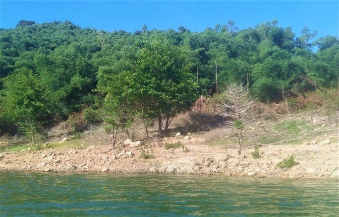 Bình Định thu hồi 138,4 ha đất rừng từ gia đình nguyên bí thư huyện - 1