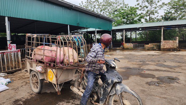 Dịch tả lợn châu Phi bùng phát mạnh trở lại nên nhiều hộ tranh thủ bán ra để "chạy dịch".