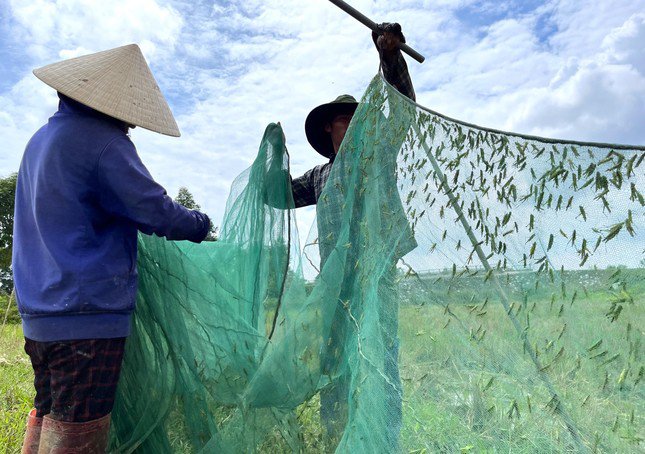 Nhóm thợ sập lưới xuống rồi thu chiến lợi phẩm.