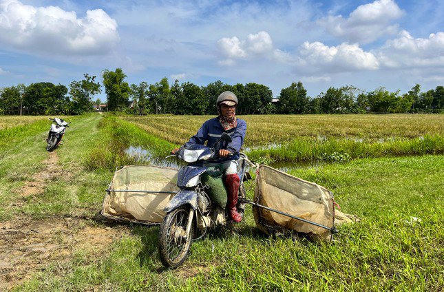 Những thợ săn sau đó chạy xe máy trên cánh đồng để bắt châu chấu.