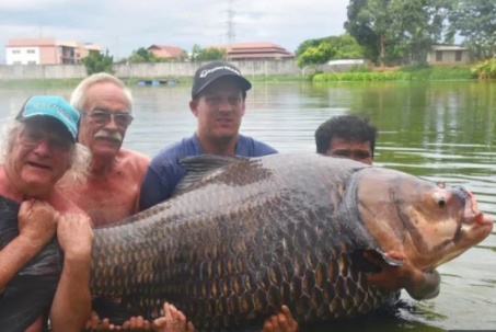 Clip: Người đàn ông câu được cá chép khổng lồ nặng hơn 114kg