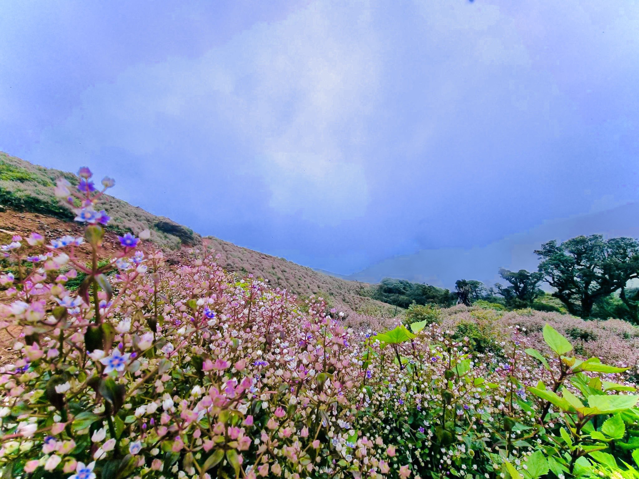 Chinh phục thiên đường mây, mê mẩn ngắm loài hoa đẹp như mơ nơi đỉnh núi