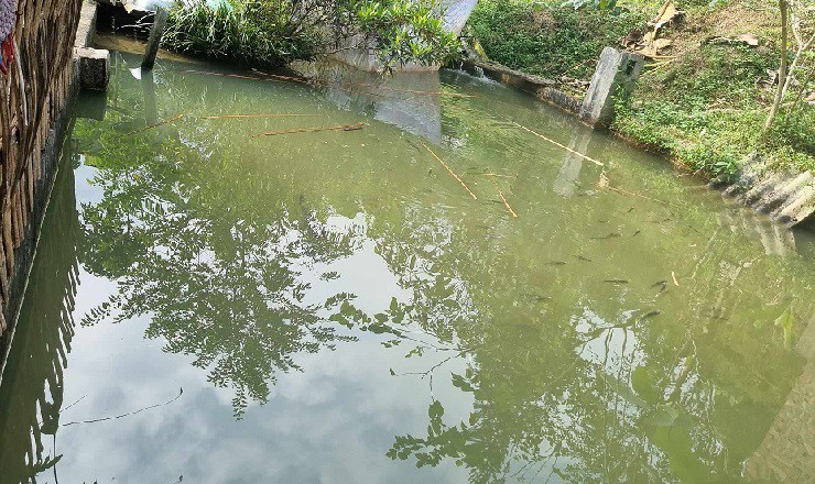 Loại cá đặc sản vùng cao có giá đắt đỏ: 500 nghìn/kg vẫn được khách săn lùng - 2