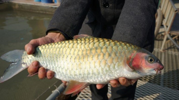 Loại cá đặc sản vùng cao có giá đắt đỏ: 500 nghìn/kg vẫn được khách săn lùng - 4