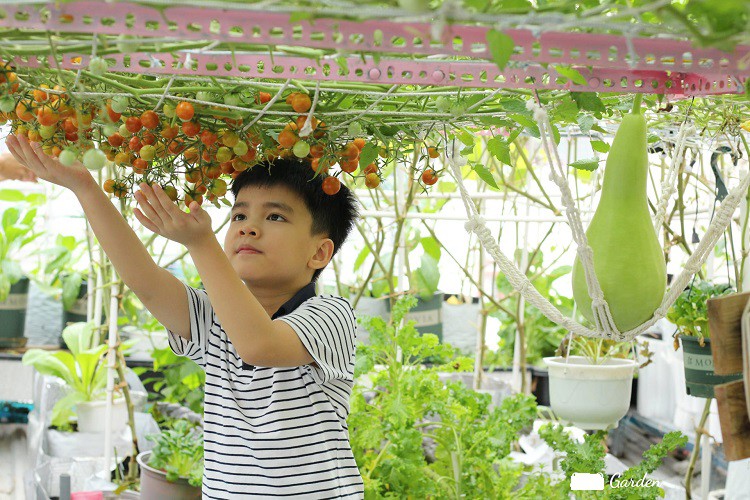 Khu vườn trên sân thượng với đủ các loại rau củ quả, xanh tốt bốn mùa.