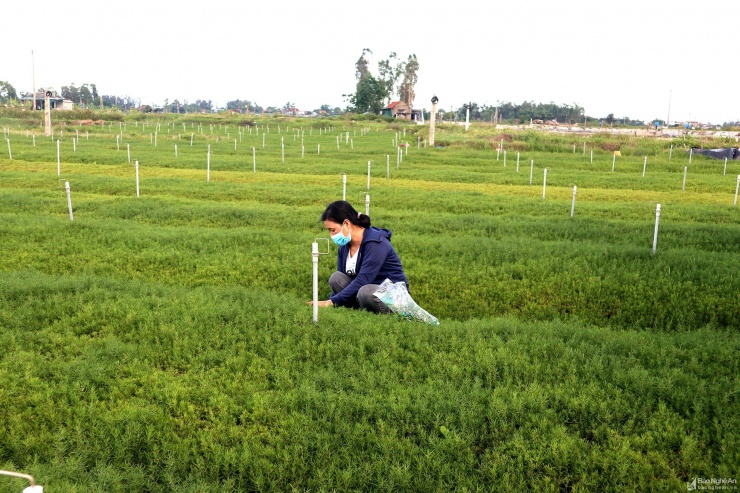 Rau nhót là loại rau dại mọc ven sông nước lợ, các đầm tôm, ruộng muối, cho thu hoạch vào tháng 1 đến tháng 2 âm lịch. Ảnh: Báo Dân Việt.