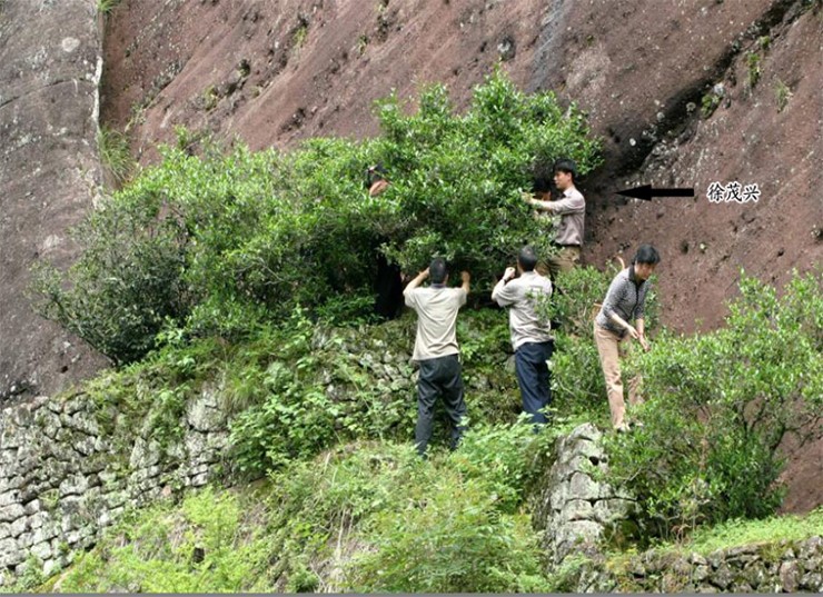 Trên vách núi, các cơn mưa chảy xuống vách núi đá vôi làm ngập dòng suối, mang theo nguồn dinh dưỡng, khoáng chất phong phú để nuôi dưỡng những cây trà ở đây
