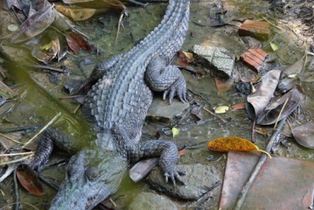 Tin tức 24h qua: Truy tìm 4 con cá sấu nuôi tại công viên bị xổng chuồng