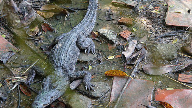 Nóng trong tuần: 6 con cá sấu sổng chuồng từ công viên ở Kiêng Giang - 1