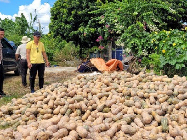 Bí xanh, bí đỏ rớt giá sâu, nông dân lỗ nặng