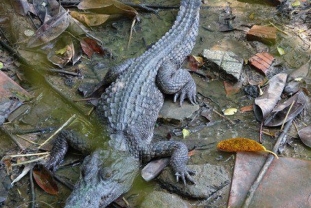 Nóng trong tuần: 6 con cá sấu sổng chuồng từ công viên ở Kiên Giang