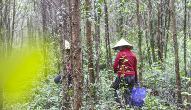 Thời điểm nấm keo mọc rộ và được giá, người dân cũng đổ xô đi nhổ từ lúc trời vừa sáng. (Ảnh: Trương Định)