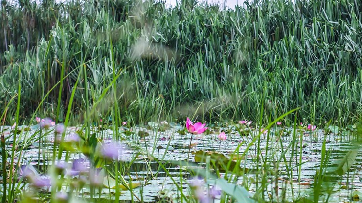 Rừng rậm gần Tasik Chini, Malaysia: Tasik Chini hầu hết được biết đến là hồ nước ngọt lớn thứ hai của Malaysia, nhưng điều mà nhiều người bỏ qua là những khu rừng tuyệt đẹp. Rừng Tasik Chini là một trong những khu rừng ít bị xáo trộn nhất trong cả nước. Nơi đây có các thác nước và hang động, đồng thời là "ngôi nhà" nổi tiếng của các loài động vật hoang dã có nguy cơ tuyệt chủng như hổ, voi và lợn rừng.&nbsp;
