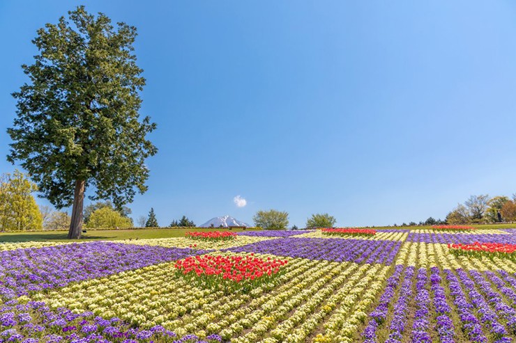 Tottori Hanakairo là một trong những công viên hoa lớn nhất Nhật Bản. Bên trong công viên hoa nở suốt 4 mùa, trải rộng trên sườn dốc rộng khoảng 10.000 m2.
