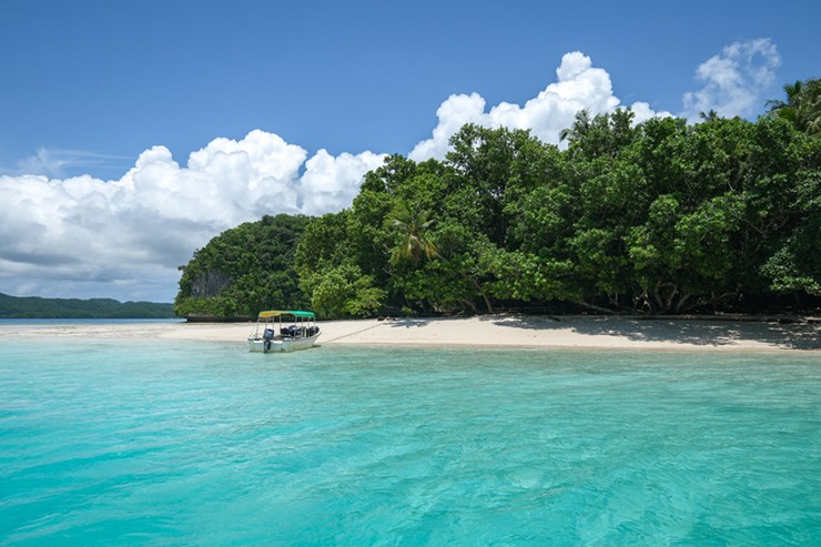 Bạn có thể dễ dàng lặn với đàn sứa gần mặt hồ và Palau là một trong số ít nơi trên thế giới bạn có thể làm điều này.
