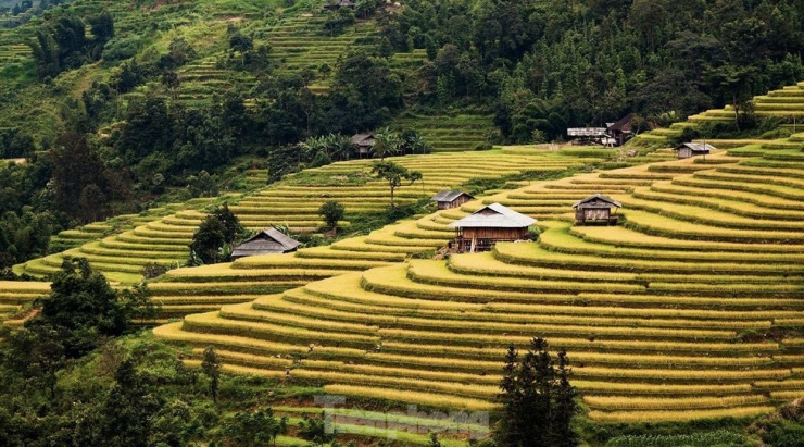 Những tọa độ check-in ruộng bậc thang đẹp nhất Hà Giang - 4