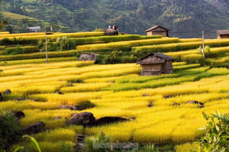 Những tọa độ check-in ruộng bậc thang đẹp nhất Hà Giang - 9