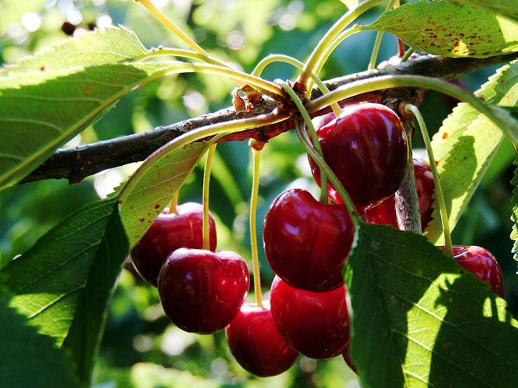 Cherry là loại quả &#34;nhà giàu&#34; đã khá phổ biến ở Việt Nam mấy năm trở lại đây. Tuy nhiên, giá bán cherry vẫn ở mức cao so với mặt bằng hoa quả nói chung ở Việt Nam. tùy mùa, tùy nơi nhập khẩu&nbsp;mà cherry có giá dao động 300.000 - 550.000 đồng/kg.
