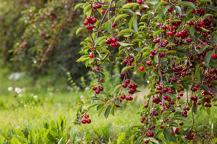 Ở nước ngoài, cherry cũng chỉ là cây mọc dại, tới mùa, quả cherry được bán với giá rất rẻ, chỉ dưới 100.000 đồng/kg.
