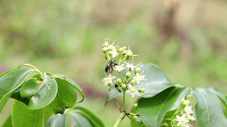 Những con ong khoái hút mật của hoa ngũ gia bì về luyện thành thứ mật ong có hậu vị đắng, rất tốt cho sức khoẻ. (Ảnh: Bước chân vùng cao).