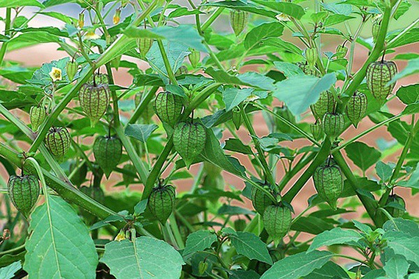 Bất ngờ loại rau là &#39;vũ khí&#39; chống ung thư và bệnh tiểu đường, được thế giới ca ngợi là rau trường thọ, mọc đầy vườn quê Việt Nam - 1
