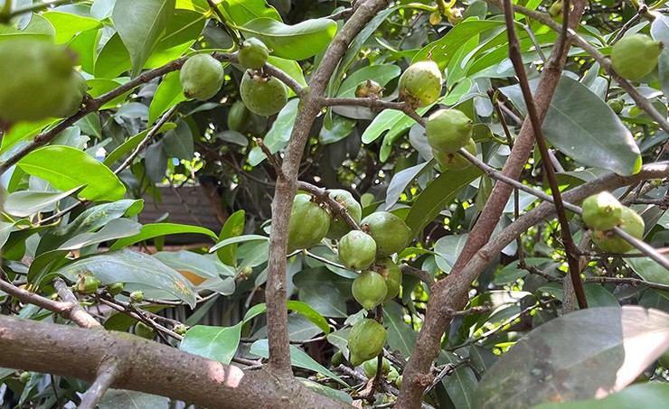 Đây là quả bứa, hay còn gọi là măng cụt rừng. Cây bứa là cây thân gỗ, có nhiều ở một số khu rừng tại tỉnh Quảng Ngãi.
