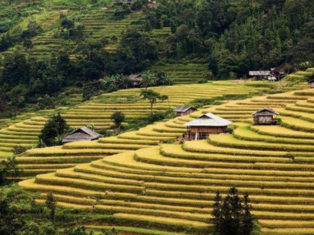 Những tọa độ check-in ruộng bậc thang đẹp nhất Hà Giang