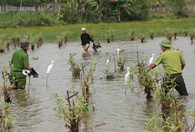 Hàng chục con cò thật, cò giả, loa giả tiếng chim đặt tràn lan dưới cánh đồng