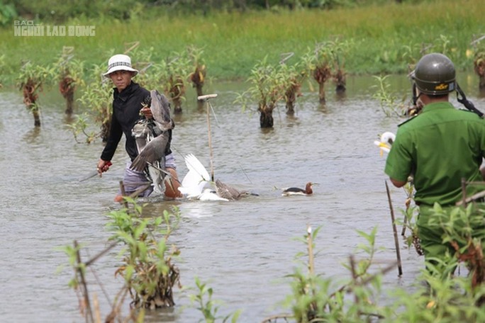 Một hộ dân thu gom những con chim trời (cò, vạc, diệc) được buộc chân, đặt dưới cánh đồng làm cò mồi khi thấy lực lượng chức năng tới kiểm tra, xử lý