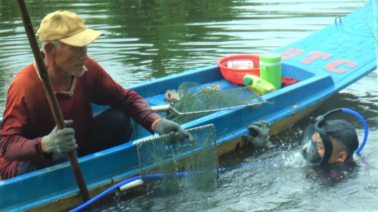 Người lặn chỉ cần có bao tay, cùng vợt để lặn xuống đáy sông gỡ con hai mảnh bám vào các nhánh cây rồi bỏ vào trong vợt đem lên.