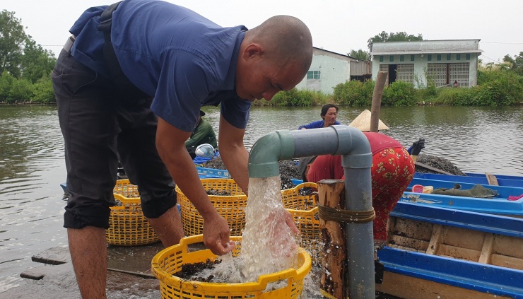 Con hai mảnh sẽ được các thương lái chở đi nhiều nơi để bán lại cho cua ăn hoặc làm thức ăn cho tôm hùm và các loài thuỷ sản khác. Tuỳ theo mùa mà con hai mảnh có giá cao hay thấp.