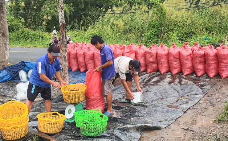 Những khi nước mặn nhiều, con hai mảnh sinh sôi phát triển tốt, người dân bắt được số lượng lớn thường bán với giá khoảng 2.000 đồng/kg. Những lúc nước sông ít mặn, con hai mảnh ít sinh sôi, người dân bắt được ít, thương lái mua với giá cao hơn, khoảng 4.000 đồng/kg.