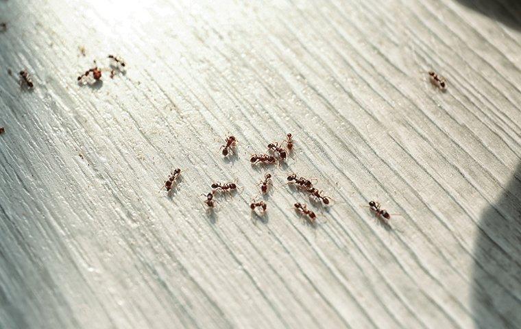  Không phải lau qua là sạch, sàn nhà vẫn có thể thu hút côn trùng cắn bé - 1