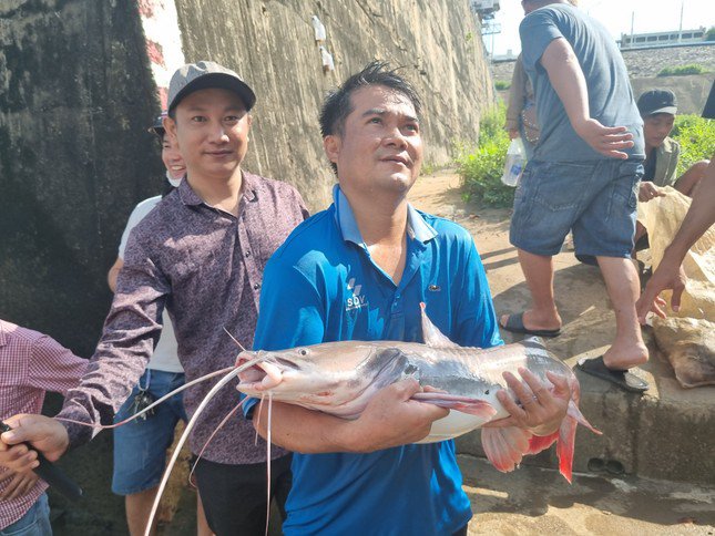 Sau nhiều giờ dầm mình giăng lưới dưới nước, anh Sơn (nhà ở thị trấn Vĩnh An, huyện Vĩnh Cửu) đã bắt được một con cá lăng nặng 8kg. Ngay lập tức con cá đã được mua với giá 2,4 triệu đồng.