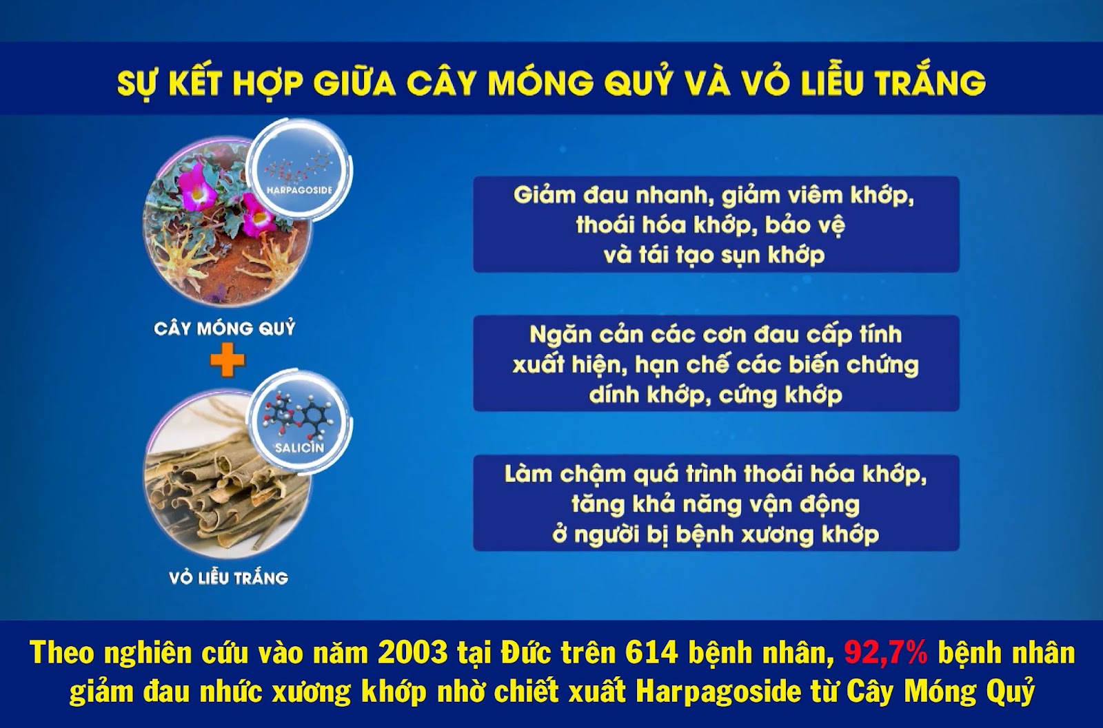 Bí ẩn về Cây Móng Quỷ - Thảo dược cổ phương giúp giảm đau nhức xương khớp - 3