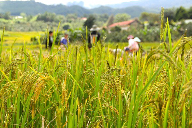 Cảnh thiên nhiên cao nguyên cùng ruộng bậc thang bên đỉnh Ngọc Linh đẹp nao lòng - 1