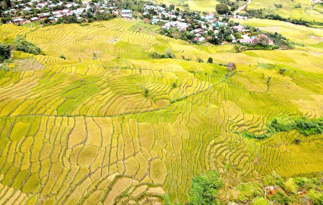 Từng ô lúa như những mảng mật ong khổng lồ