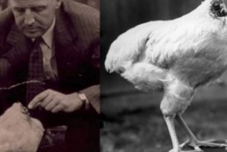 Sự thật về câu chuyện con gà bị mất đầu vẫn sống khỏe mạnh, kiếm được bội tiền cho chủ nhờ hiện tượng lạ