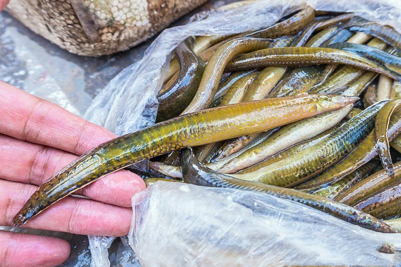 Loại cá đầy gai, trơn bóng, đem kho ăn ngon không tả xiết - 3