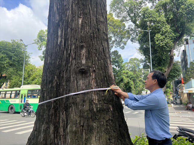 Dụng cụ “dò bệnh” chỉ với bộ thước dây, anh Phong đang kiểm tra độ bọng của thân cây