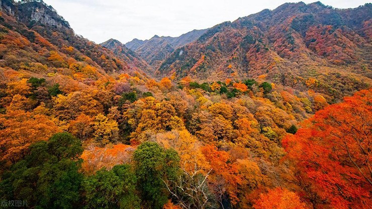 Núi Quảng Vũ ở Bazhong, Tứ Xuyên là nơi ngắm lá đỏ lớn nhất châu Á, từ cuối tháng 10 đến giữa tháng 11, khắp khu rừng nhuộm màu đỏ rực, đẹp không tì vết.&nbsp;
