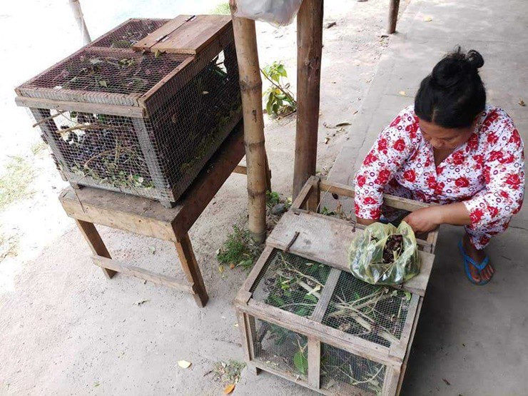 Nhờ hương vị đặc trưng nên bọ rầy từ chỗ là món ăn chơi của dân địa phương đã trở thành đặc sản của vùng Bảy Núi. Giới sành ăn có dịp về Tịnh Biên, Tri Tôn trong những tháng đầu mùa mưa thường nhắc đến bọ rầy.
