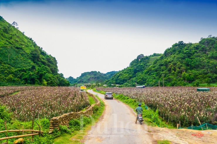 Đến ‘Suối có vàng’trải nghiệm giấc ngủ trong mây gió - 5