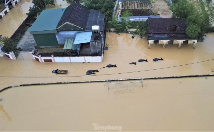 Người dân phải sử dụng thuyền, bè để di dời tài sản, trâu bò, máy móc đến vị trí cao tránh lũ.