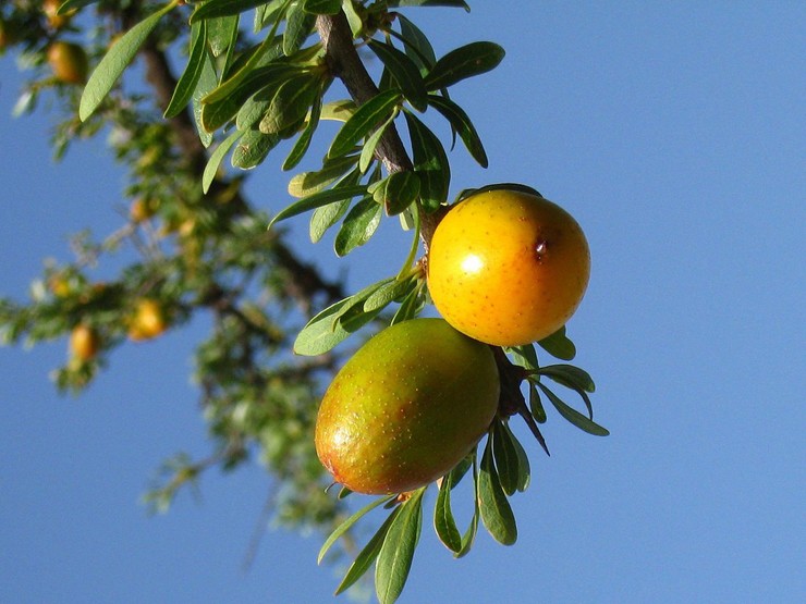 Quả hạch Morocco được trồng nhiều ở Châu Phi. Thoạt nhìn, phần hạt bên trong của quả này khá giống với hạt mít ở Việt Nam
