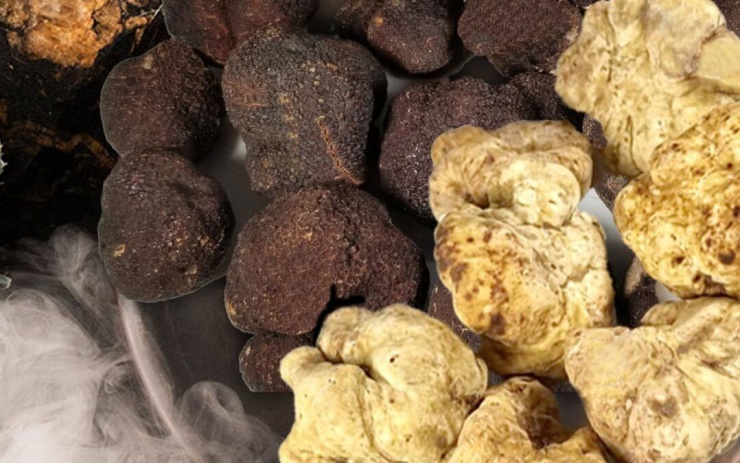 Người ta còn ví nấm Truffle như "kim cương đen" của mọi loại thực phẩm. Ảnh: NatGeo