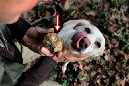 Người đàn ông choáng váng vì "cục đất" kỳ lạ chó cưng đào được lại là báu vật thiên nhiên