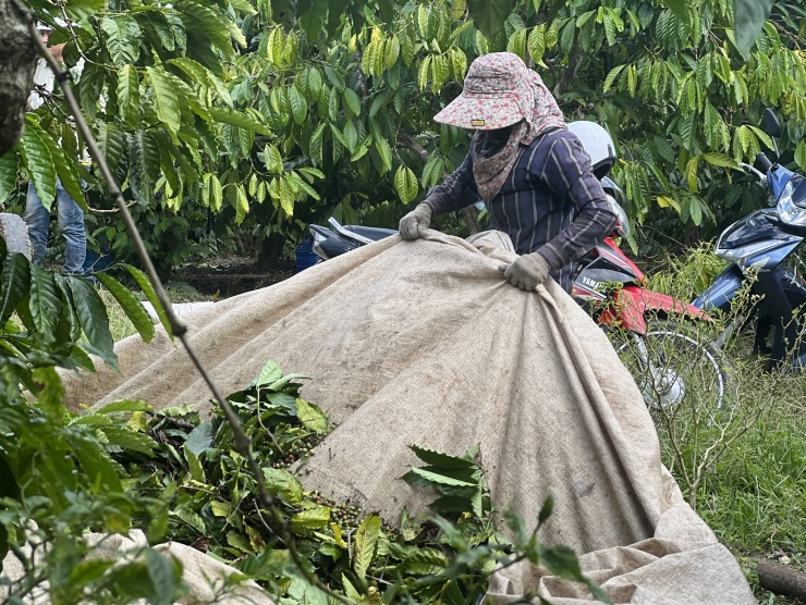 Đợt này vườn cà phê 4 ha nhà ông Đoàn Văn Chương (trú thôn Bình Minh, xã Hà Mòn) đã tạo việc làm cho 8 người công nhân Quảng Ngãi. Niên vụ năm nay huyện Đăk Hà có khoảng trên 12.000 ha cà phê cho thu hoạch. Đây là vựa cà phê lớn nhất của tỉnh Kon Tum, với nhiều sản phẩm cà phê có chất lượng cao.