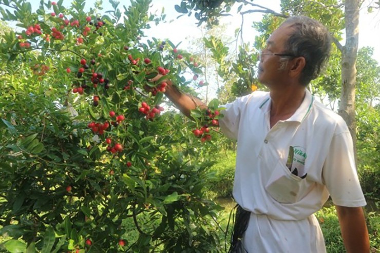 Cây si rô trồng hạt khoảng 2 năm cho quả, còn cây chiết chỉ khoảng 6 tháng là cho thu hoạch. Bình quân một cây si ro trưởng thành cho thu hoạch khoảng 20kg quả trở lên.
