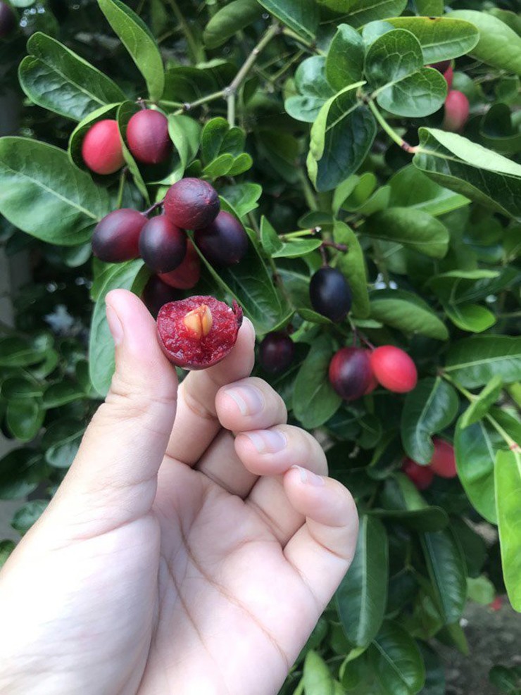 &nbsp;Quả siro có hình trái xoan hơi tròn, khi non có màu trắng, rồi dần dần chuyển sang màu hồng, đỏ rồi chín đen. Khi còn non, quả siro có vị chua nên có thể dùng làm gia vị thay quả chanh.
